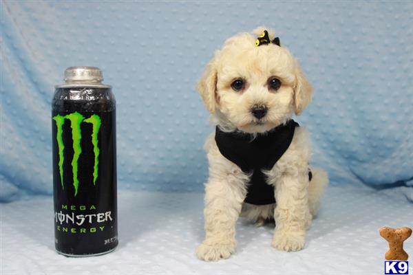 lvpuppyheaven Picture 2